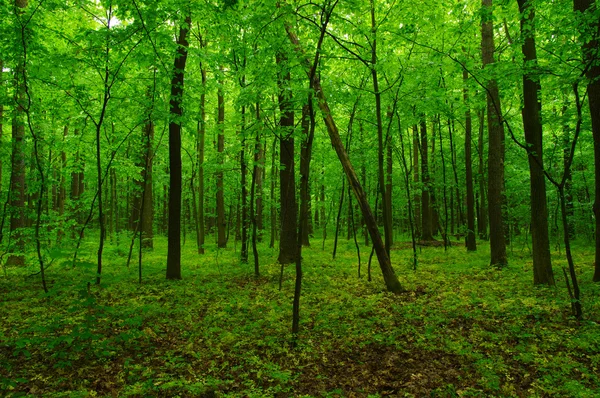 Voorjaarsgroen bos — Stockfoto