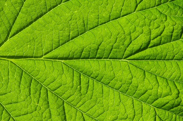 Textura de hoja verde — Foto de Stock