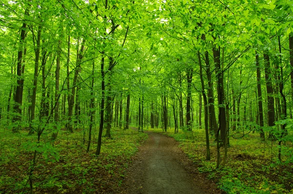 Bela floresta verde — Fotografia de Stock