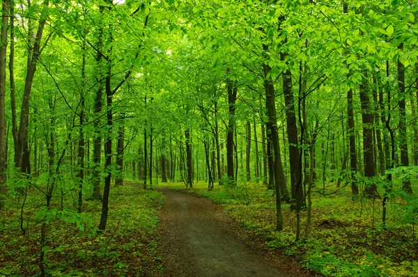 Vårgrön skog — Stockfoto