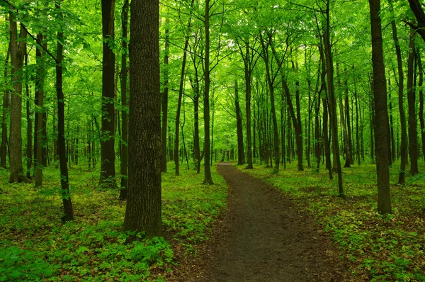 Primavera foresta verde — Foto Stock