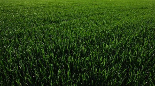 Campo y cielo — Foto de Stock