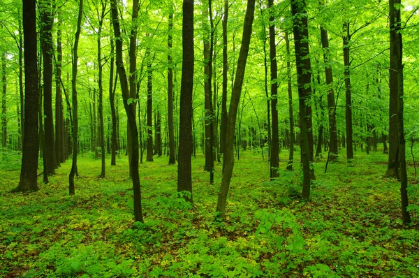 Floresta verde primavera — Fotografia de Stock