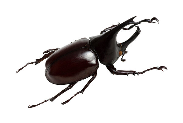 насекомое на белом
