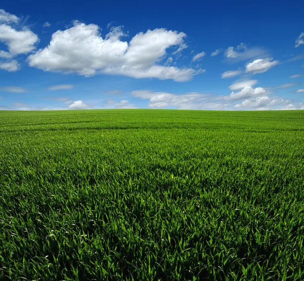 Zöld mező és ég — Stock Fotó