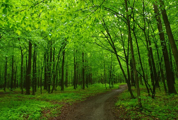 The green forest — Stock Photo, Image