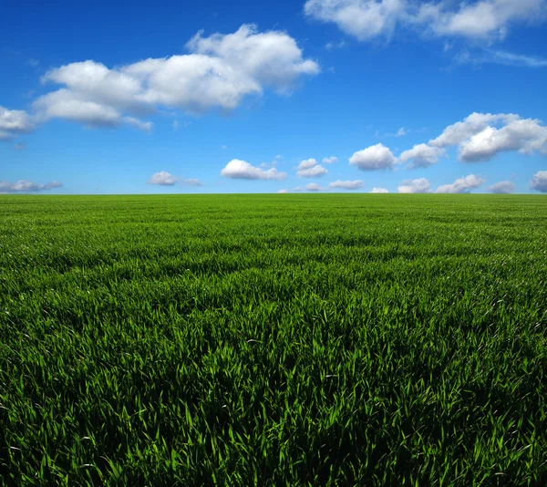 Zielone pole i niebo — Zdjęcie stockowe