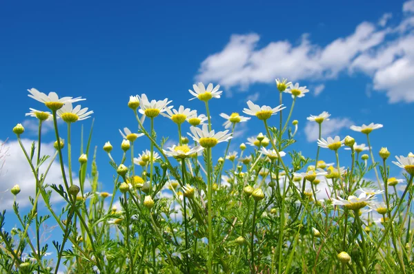 Camomille bianche sul cielo — Foto Stock