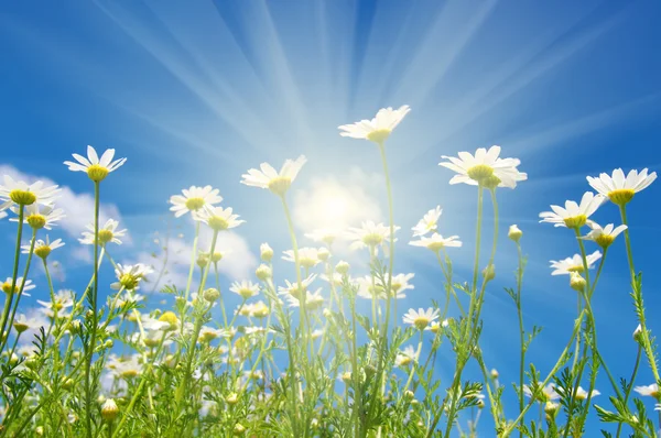 White camomiles on  sky — Stock Photo, Image