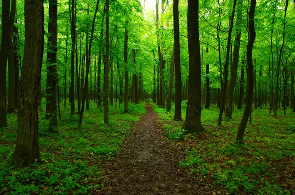 Belle forêt verte Photos De Stock Libres De Droits