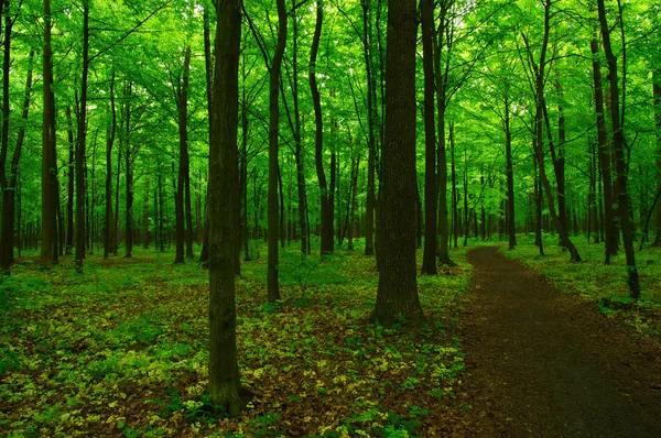 Forêt verte printanière Images De Stock Libres De Droits