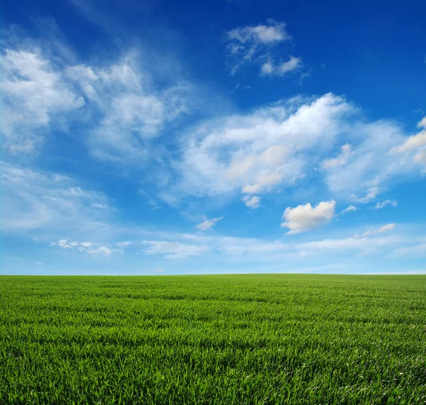 Groen veld en lucht Stockfoto