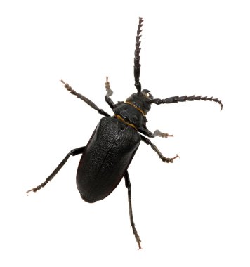 böcek üzerinde beyaz izole