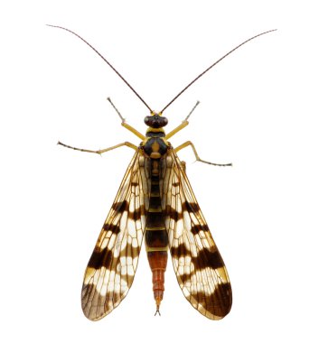 böcek üzerinde beyaz izole