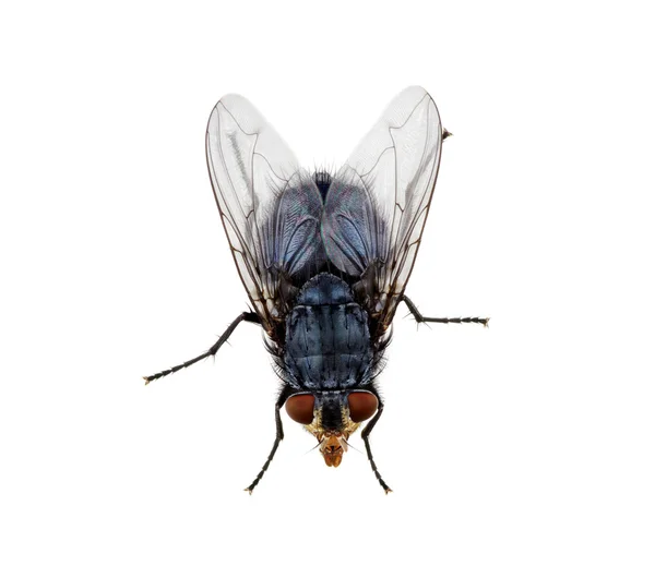 Insect on a white — Stock Photo, Image