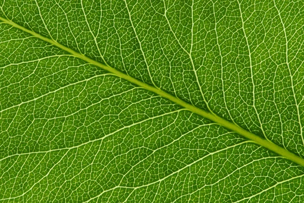 Groene blad textuur — Stockfoto