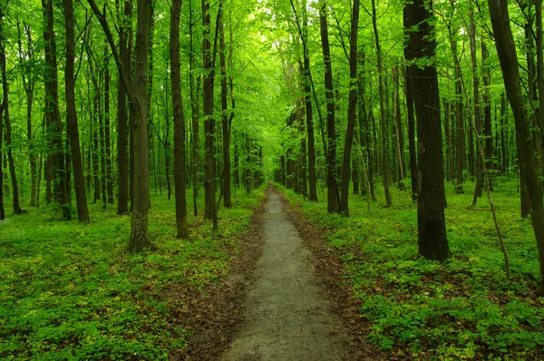 El bosque verde —  Fotos de Stock