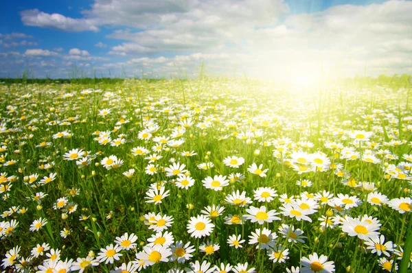 Daisy flowers and sky — Stock Photo, Image