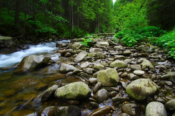 Mountain river flowing through the green forest — Stock Photo, Image