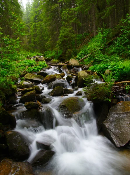 Horská řeka tekoucí zeleným lesem — Stock fotografie