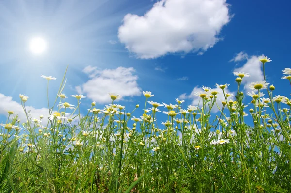 Stokrotka kwiaty i niebo — Zdjęcie stockowe