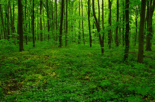 Vacker grön skog — Stockfoto