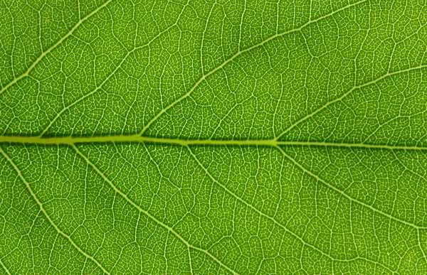 Texture des feuilles vertes — Photo