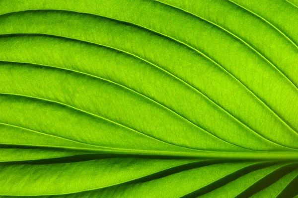 Textura de hoja verde — Foto de Stock