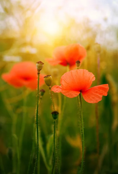 Wild poppy bloem op veld — Stockfoto