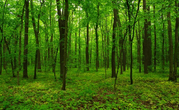 Vacker grön skog — Stockfoto