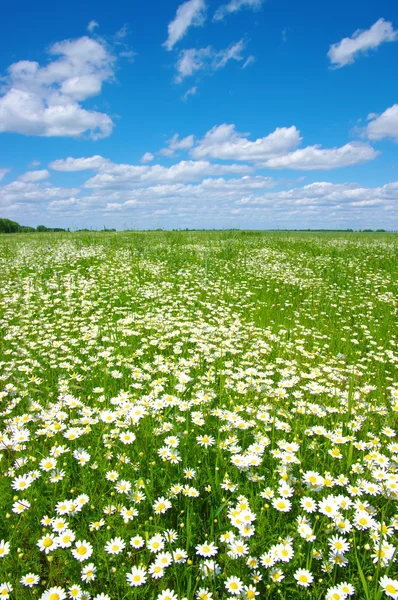 Daisy flowers and sky — Stock Photo, Image