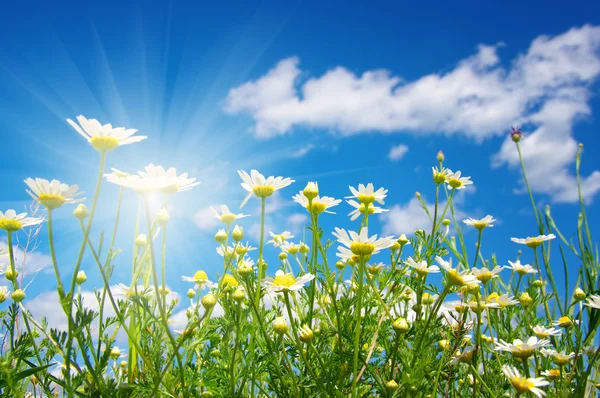 데이지 꽃과 하늘 — 스톡 사진