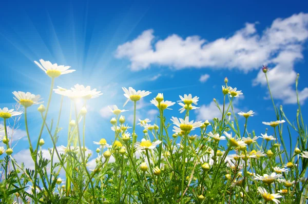 Fiori margherita e cielo — Foto Stock