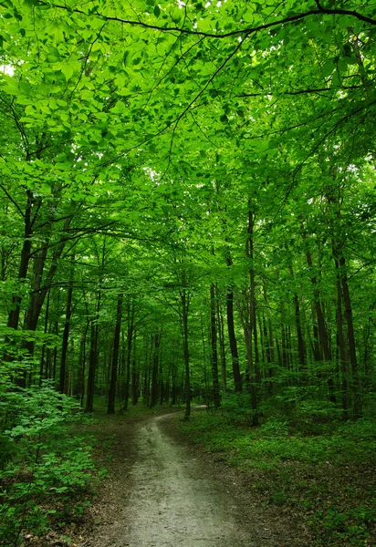 Het groene bos — Stockfoto