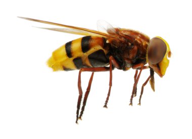 böcek üzerinde beyaz izole