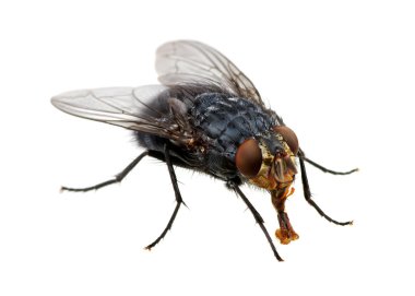 böcek üzerinde beyaz izole