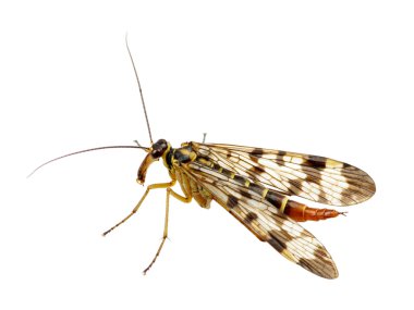 böcek üzerinde beyaz izole