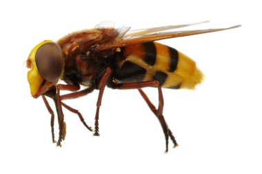 böcek üzerinde beyaz izole