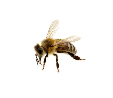 böcek üzerinde beyaz izole