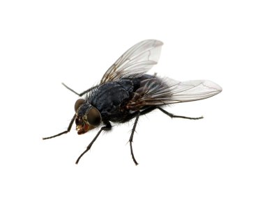 böcek üzerinde beyaz izole