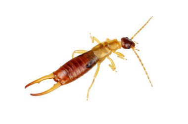 Arı beyazı izole etti.