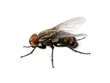 Arı beyazı izole etti.