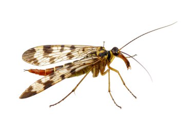 Arı beyazı izole etti.