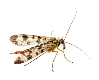 Arı beyazı izole etti.