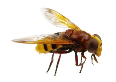 Arı beyazı izole etti.