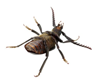 Arı beyazı izole etti.