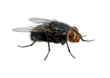 böcek üzerinde beyaz izole