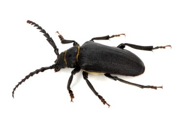 böcek üzerinde beyaz izole