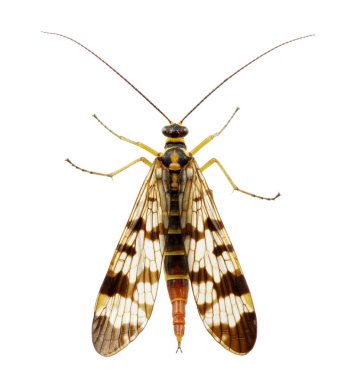 böcek üzerinde beyaz izole