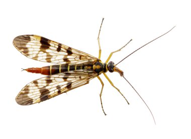 böcek üzerinde beyaz izole